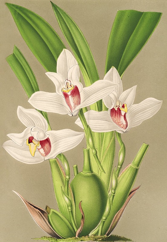 Maxillaria grandiflora by Charles Antoine Lemaire, 1854-1896 — digital art print download