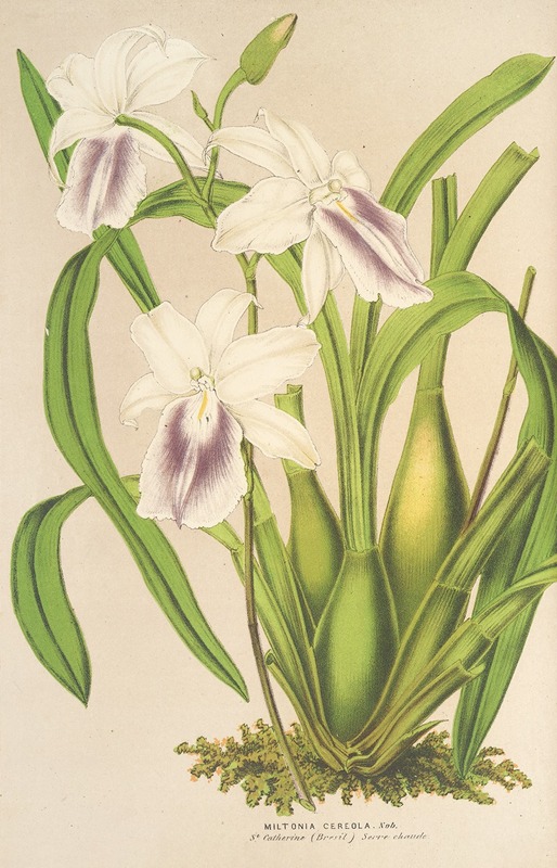 Miltonia cereola by Charles Antoine Lemaire, 1854-1896 — digital art print download