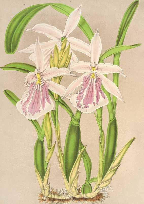 Miltonia rosea by Charles Antoine Lemaire, 1854-1896 — digital art print download