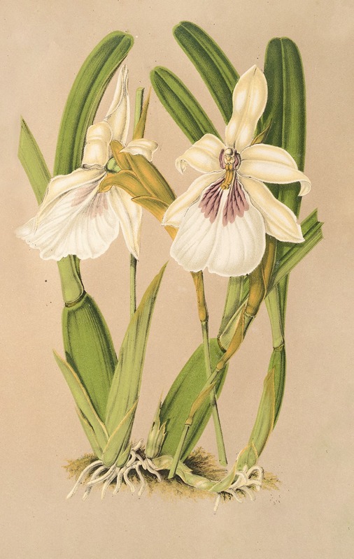 Miltonia spectabilis, var. virginalis by Charles Antoine Lemaire, 1854-1896 — digital art print download