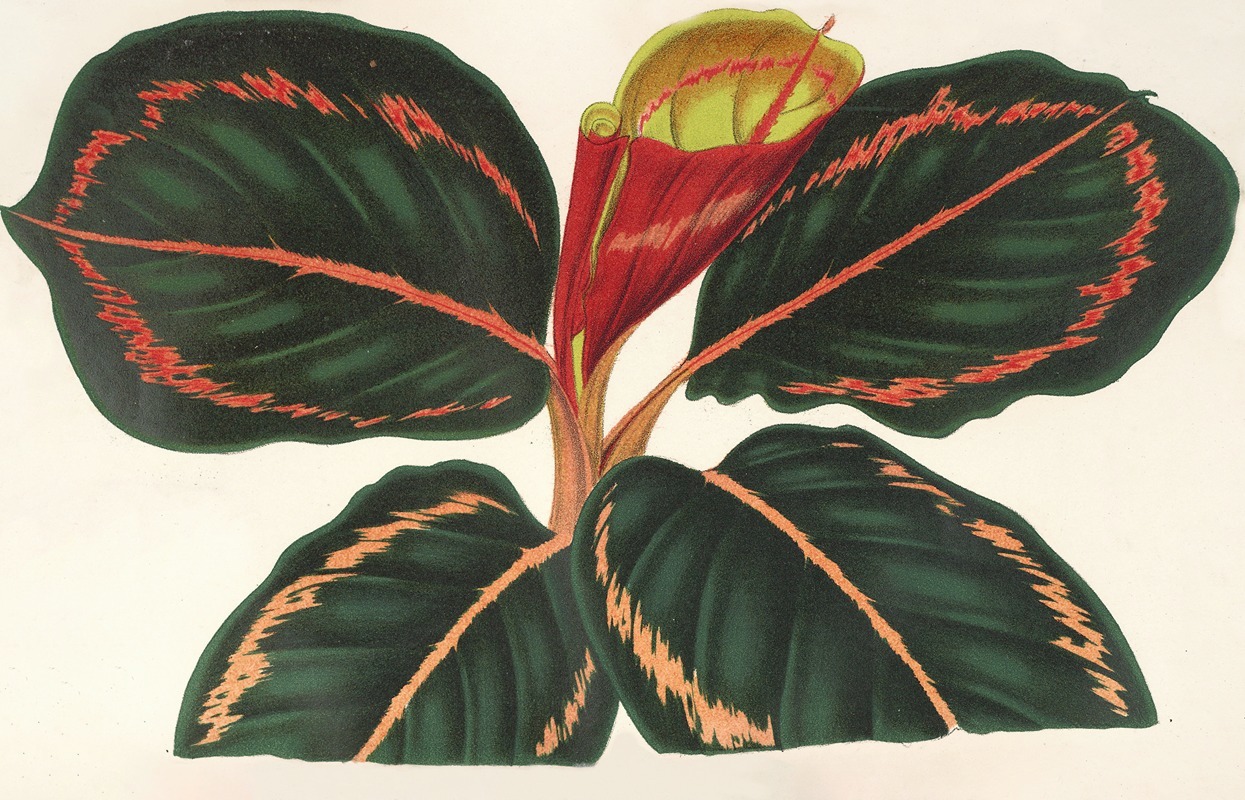 Maranta Roseo-Picta by Charles Antoine Lemaire, 1854-1896 — digital art print download