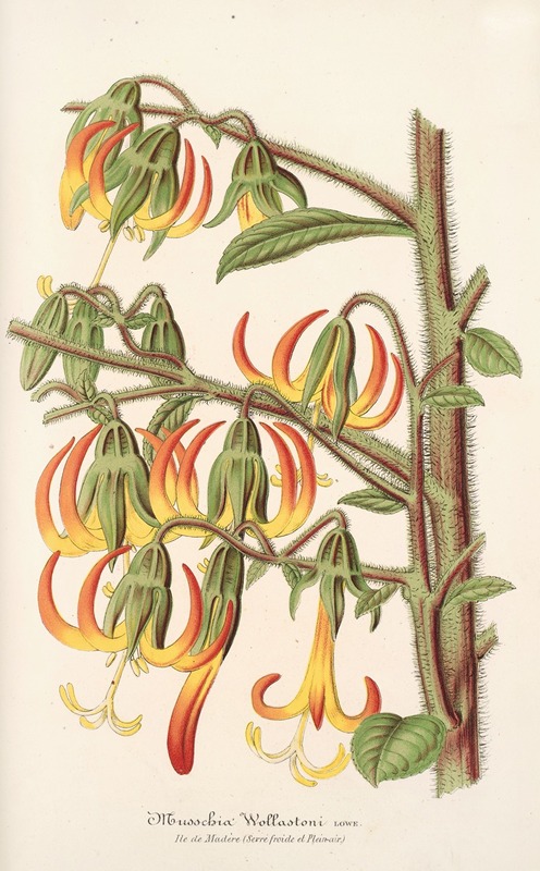 Musschia Wollastoni by Charles Antoine Lemaire, 1854-1896 — digital art print download
