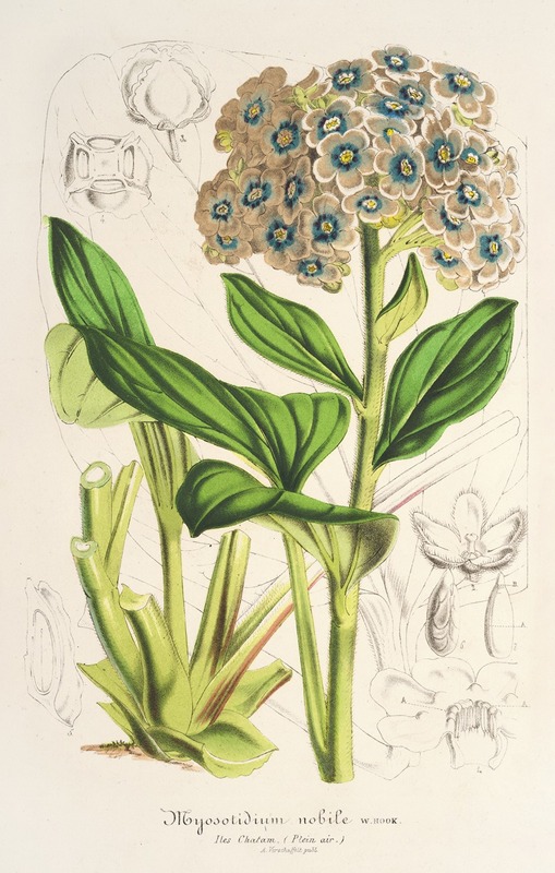 Myosotidium nobile by Charles Antoine Lemaire, 1854-1896 — digital art print download