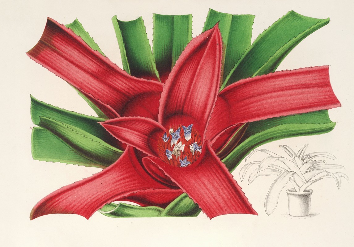 Nidularium Meyendorffii by Charles Antoine Lemaire, 1854-1896 — digital art print download