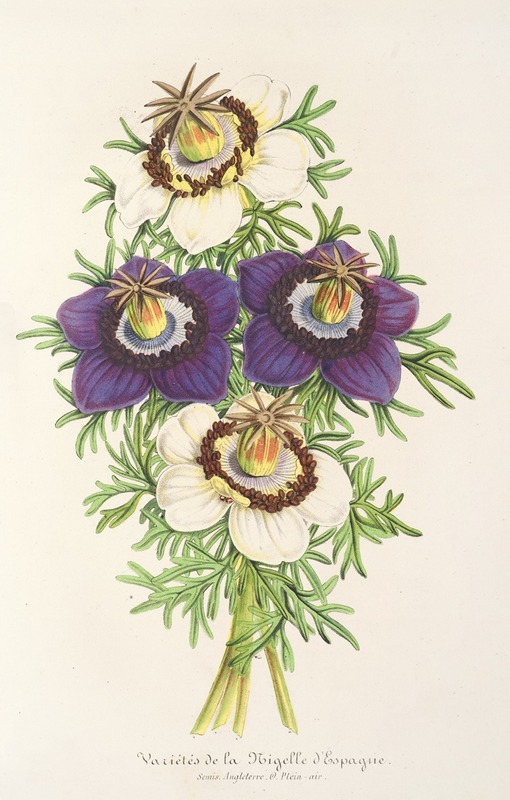 Nigella Hispanica (Variétés de la) — Charles Antoine Lemaire