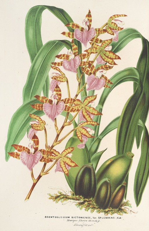 Odontoglossum bictoniense (var. splendens) — Charles Antoine Lemaire