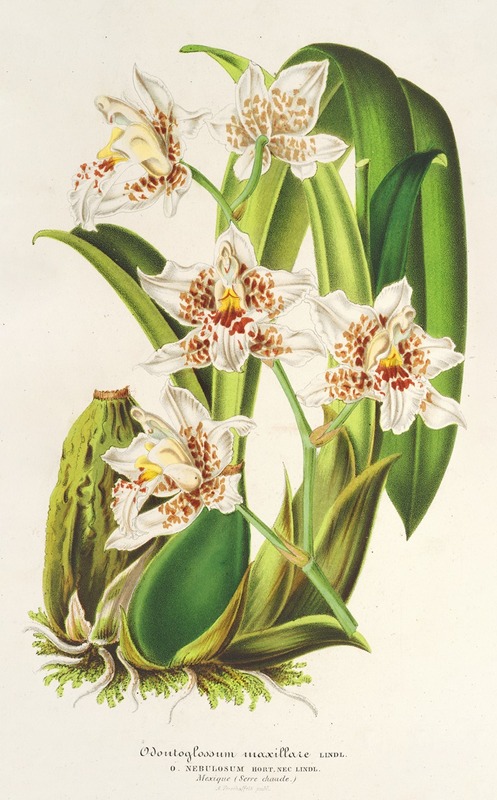 Odontoglossum maxillare by Charles Antoine Lemaire, 1854-1896 — digital art print download