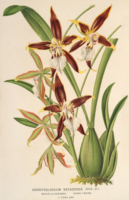 Odontoglossum nevadense by Charles Antoine Lemaire, 1854-1896 — digital art print download