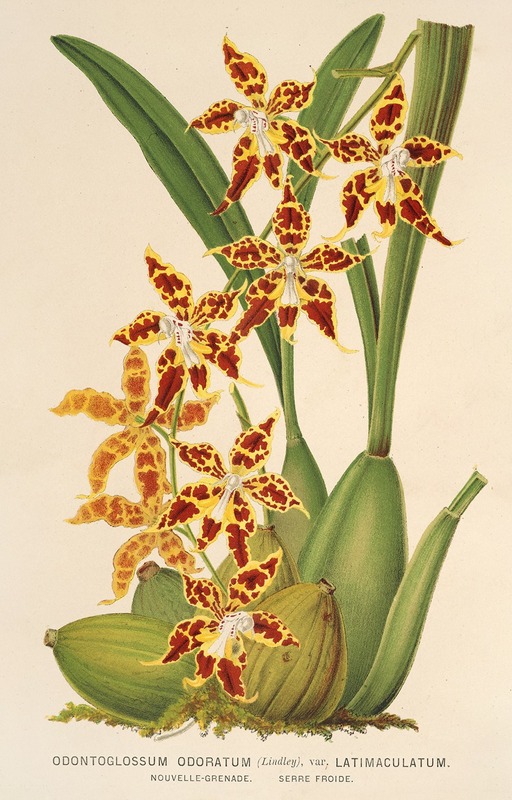Odontoglossum odoratum, var. latima-culatum — Charles Antoine Lemaire