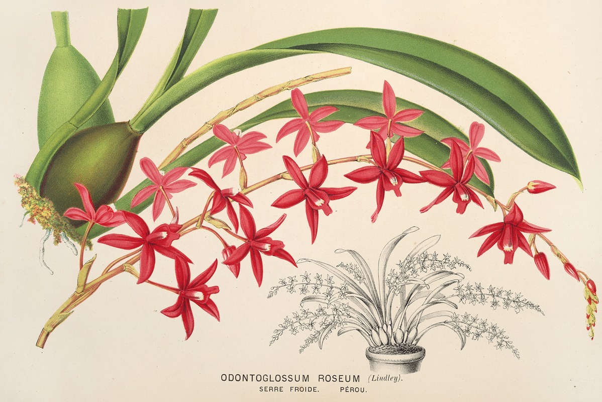 Odontoglossum roseum by Charles Antoine Lemaire, 1854-1896 — digital art print download