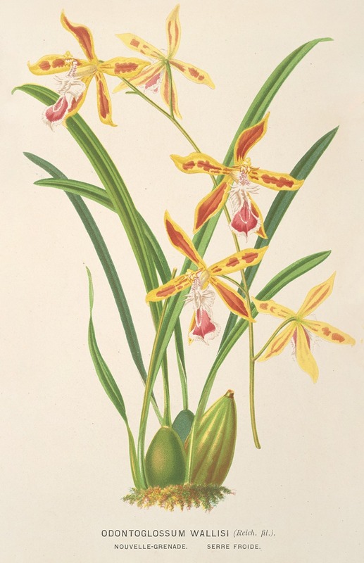 Odontoglossum Wallisii by Charles Antoine Lemaire, 1854-1896 — digital art print download