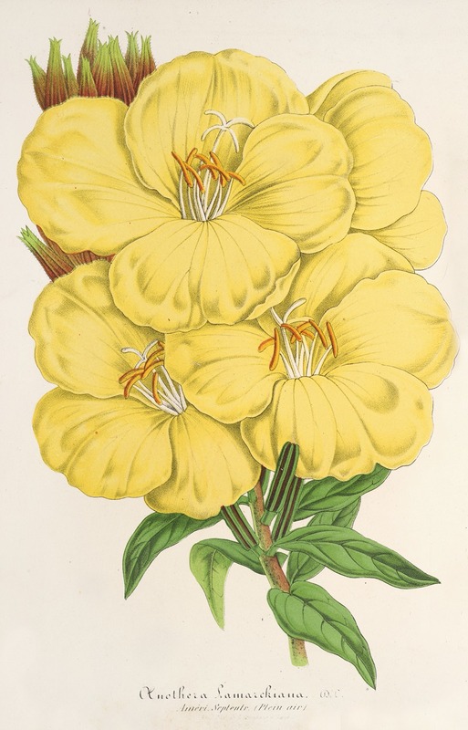 OEnothera Lamarckiana by Charles Antoine Lemaire, 1854-1896 — digital art print download