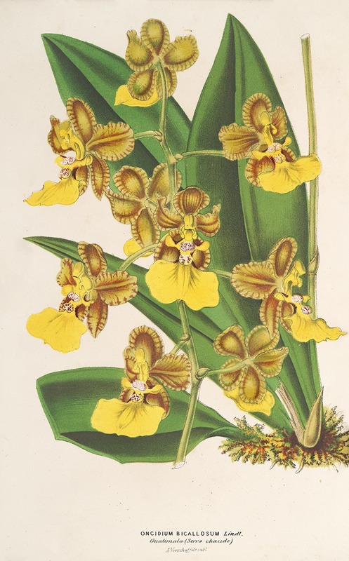 Oncidium bicallosum by Charles Antoine Lemaire, 1854-1896 — digital art print download