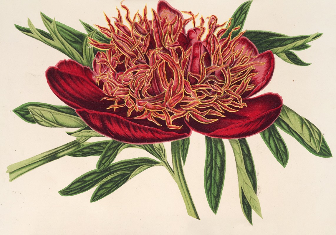 Pæonia officicinalis var. aureo-limbata by Charles Antoine Lemaire, 1854-1896 — digital art print download