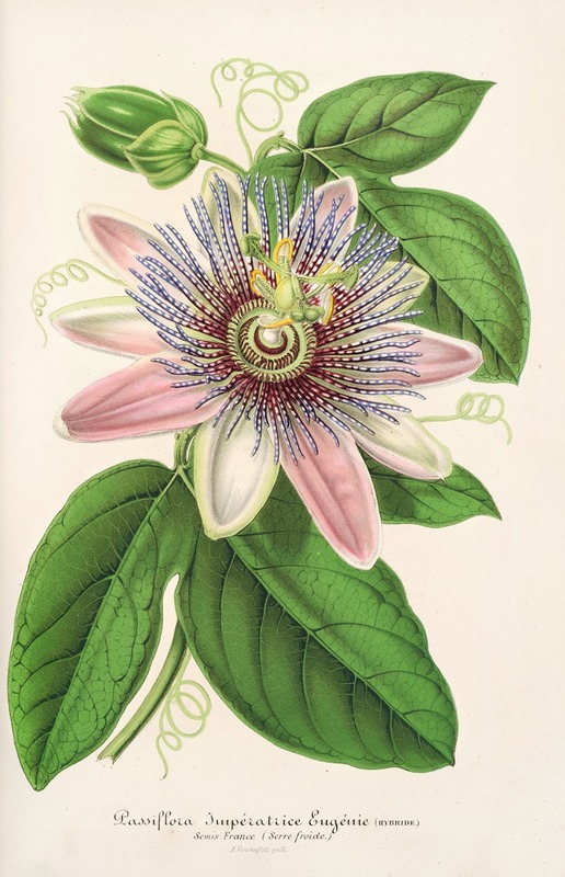 Passiflora Imperatrice Eugenie (hybride) by Charles Antoine Lemaire, 1854-1896 — digital art print download