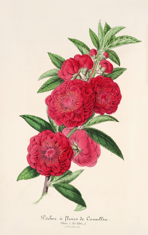 Pecher a fleurs de Camellia by Charles Antoine Lemaire, 1854-1896 — digital art print download
