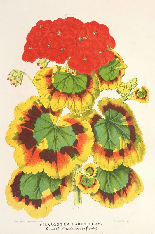 Pelargonium zonale, var. Lady Collum by Charles Antoine Lemaire, 1854-1896 — digital art print download