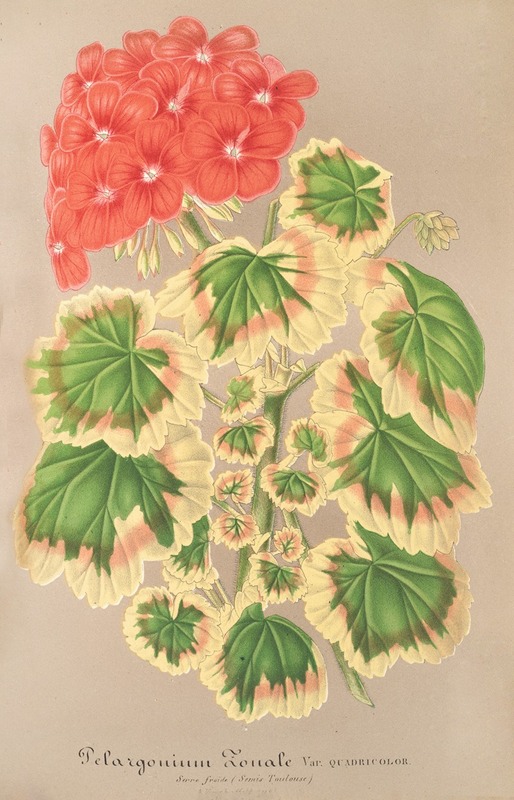 Pelargonium zonale, var. quadricolor by Charles Antoine Lemaire, 1854-1896 — digital art print download