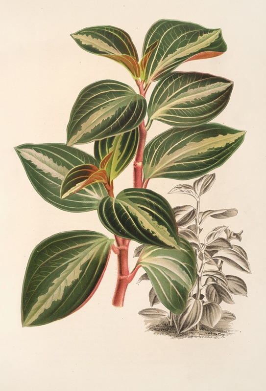 Peperomia velutina by Charles Antoine Lemaire, 1854-1896 — digital art print download