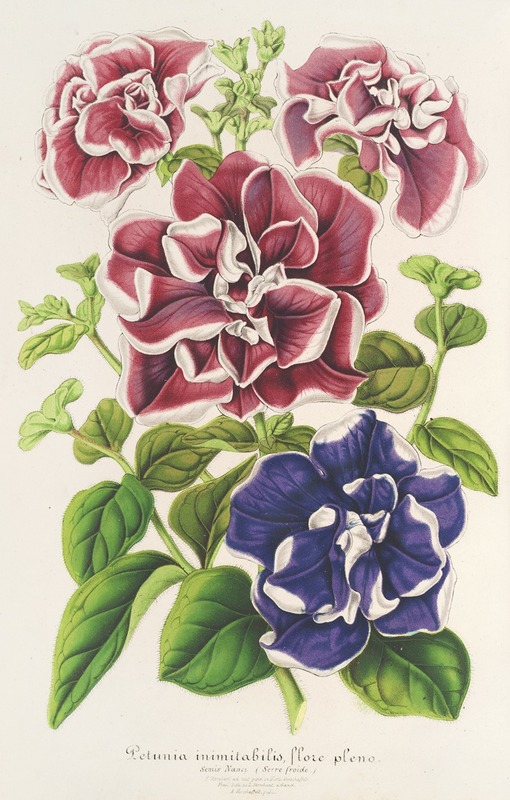 Pétunia inimitabilis (hybride), flore pleno — Charles Antoine Lemaire