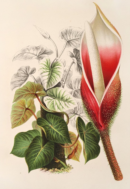 Philodendron Daguense by Charles Antoine Lemaire, 1854-1896 — digital art print download