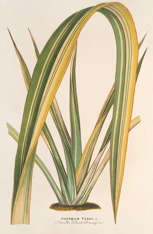 Phormium tenax fol. var by Charles Antoine Lemaire, 1854-1896 — digital art print download