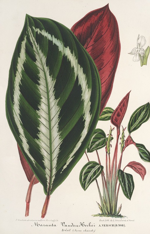 Phrynium (Maranta) Van-den-Heckei by Charles Antoine Lemaire, 1854-1896 — digital art print download