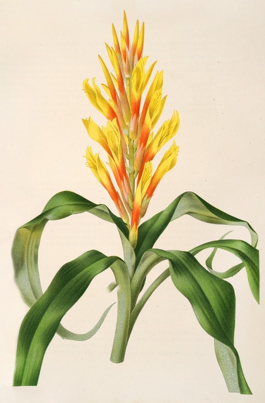 Pitcairnia Andreana by Charles Antoine Lemaire, 1854-1896 — digital art print download