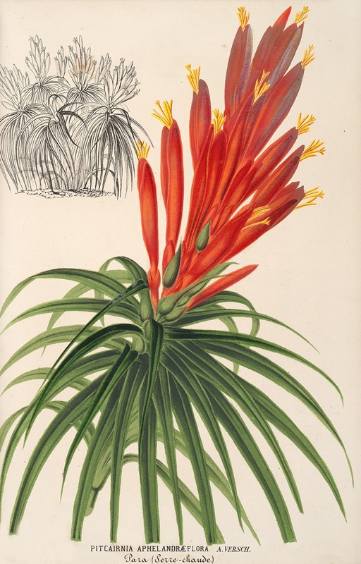 Pitcairnia aphelandræflora by Charles Antoine Lemaire, 1854-1896 — digital art print download