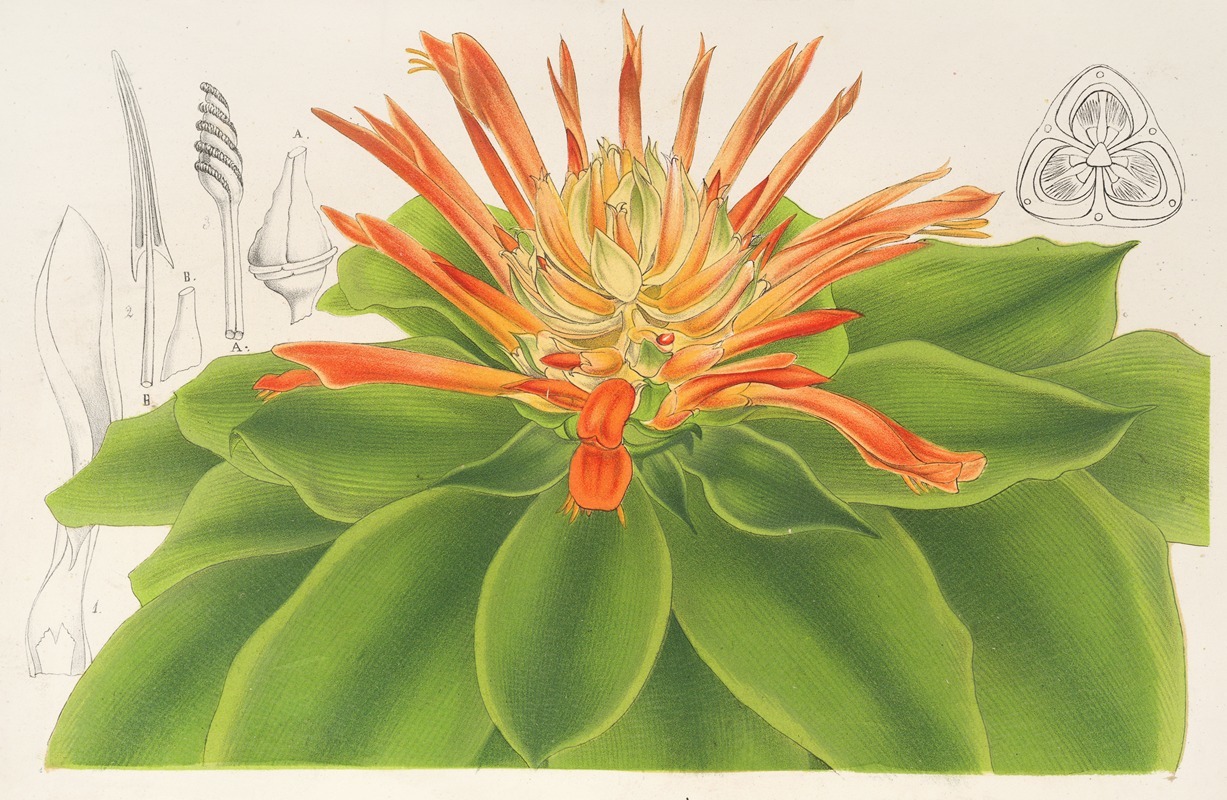 Pitcairnia tabulæformis by Charles Antoine Lemaire, 1854-1896 — digital art print download