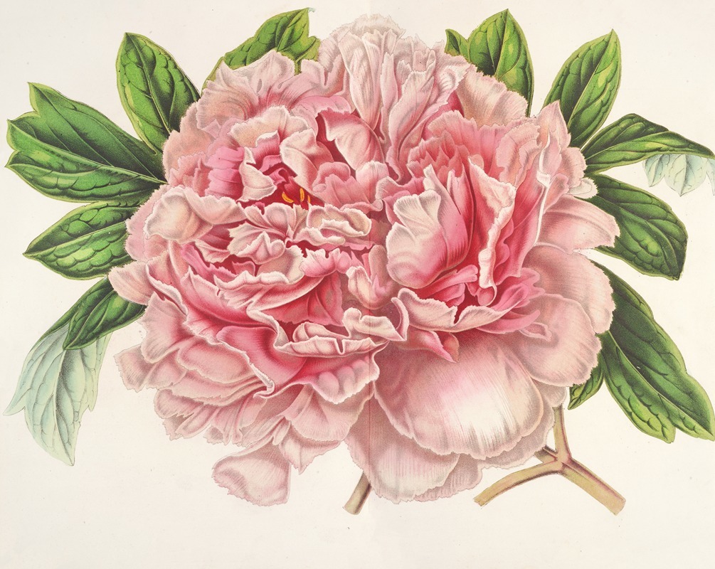 Pivoine Alexandre II by Charles Antoine Lemaire, 1854-1896 — digital art print download