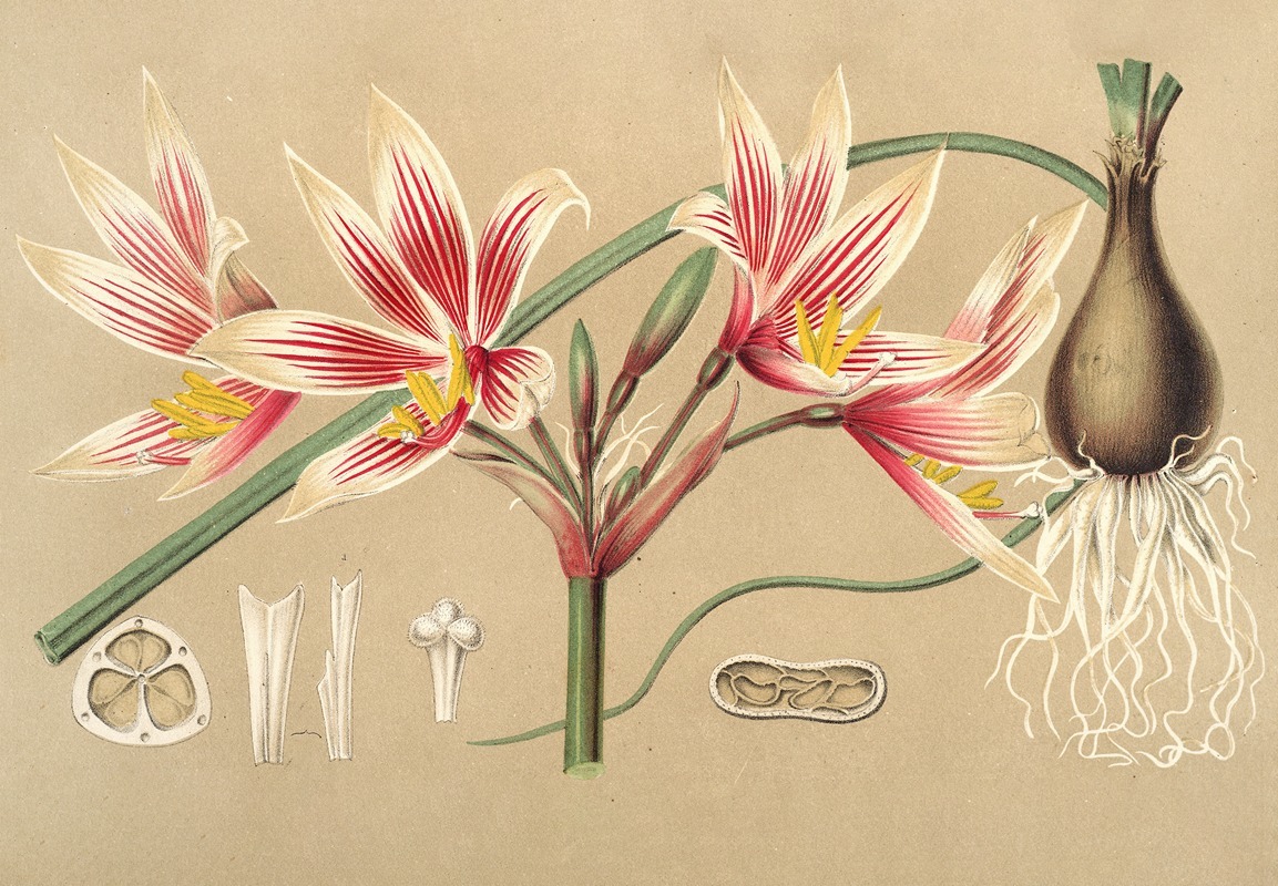 Placea grandiflora by Charles Antoine Lemaire, 1854-1896 — digital art print download