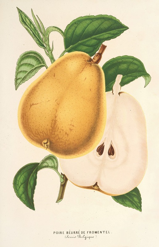 Poire beurré de Fromentel by Charles Antoine Lemaire, 1854-1896 — digital art print download