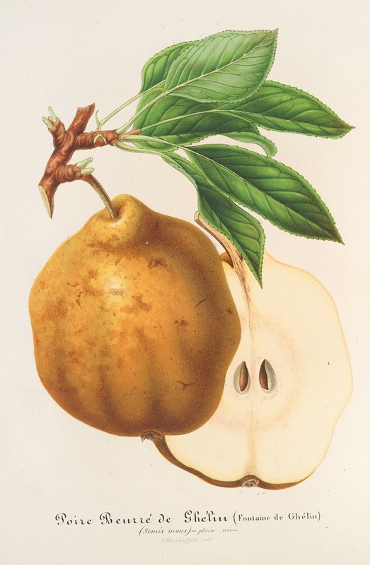Poire Beurré de Ghélin by Charles Antoine Lemaire, 1854-1896 — digital art print download