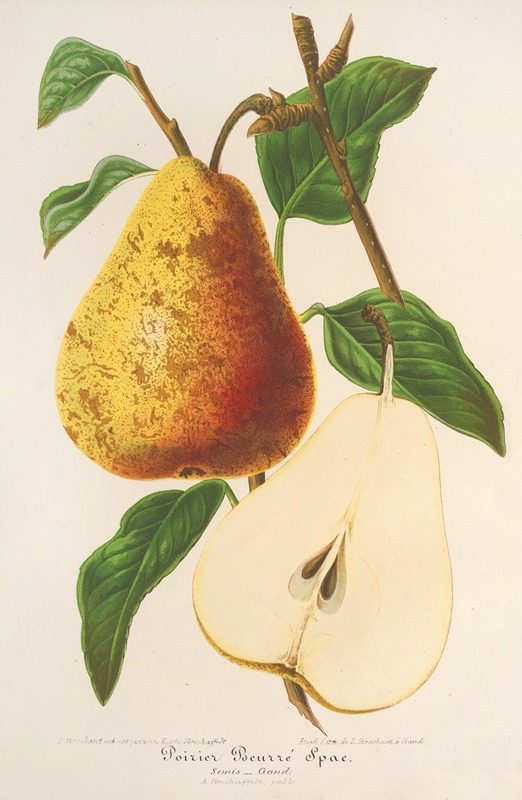 Poire Beurré Spae by Charles Antoine Lemaire, 1854-1896 — digital art print download