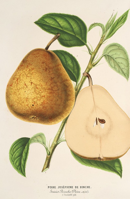 Poire Joséphine de Binche — Charles Antoine Lemaire