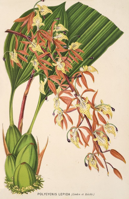 Polycycnis lepida by Charles Antoine Lemaire, 1854-1896 — digital art print download