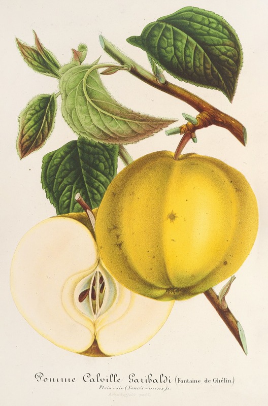 Pomme (Calville) Garibaldi by Charles Antoine Lemaire, 1854-1896 — digital art print download