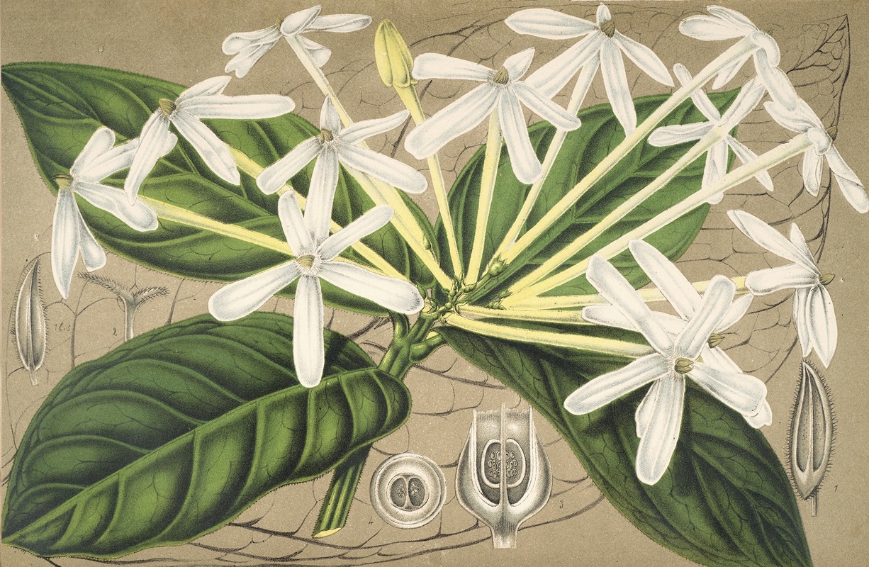 Posoqueria multiflora by Charles Antoine Lemaire, 1854-1896 — digital art print download