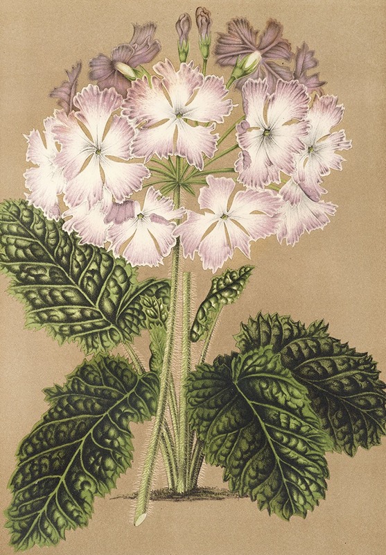 Primula cortusoides var. grandiflora by Charles Antoine Lemaire, 1854-1896 — digital art print download