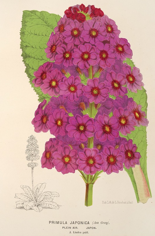 Primula Japonica by Charles Antoine Lemaire, 1854-1896 — digital art print download