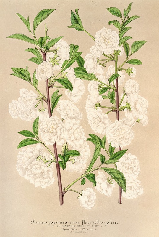 Prunus (sinensis) japonica by Charles Antoine Lemaire, 1854-1896 — digital art print download