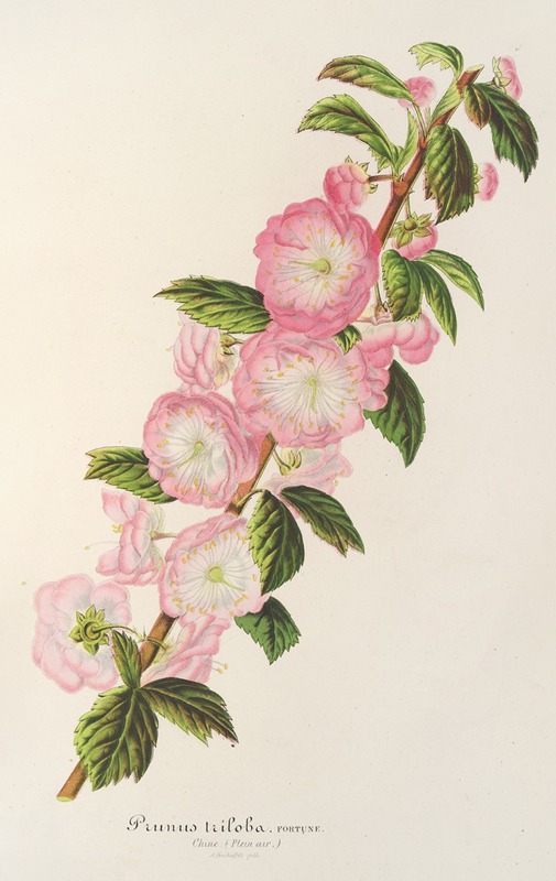 Prunus triloba by Charles Antoine Lemaire, 1854-1896 — digital art print download