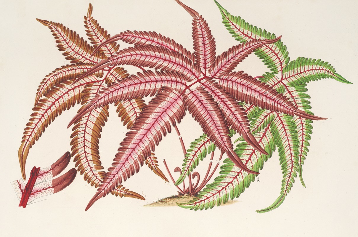 Pteris aspericaulis (var. tricolor) by Charles Antoine Lemaire, 1854-1896 — digital art print download
