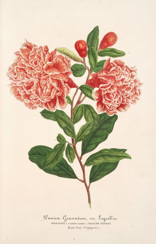 Punica granatum by Charles Antoine Lemaire, 1854-1896 — digital art print download