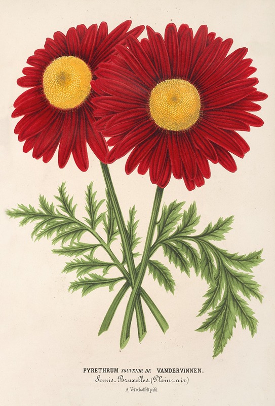 Pyrethrum Souvenir de Vandervinnen by Charles Antoine Lemaire, 1854-1896 — digital art print download