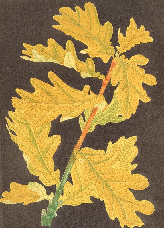 Quercus Robur, var. Concordia by Charles Antoine Lemaire, 1854-1896 — digital art print download