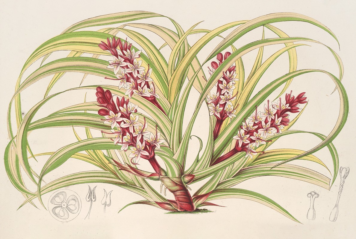 Reineckea carnea, fol. varieg — Charles Antoine Lemaire