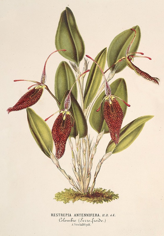 Restrepia antennifera by Charles Antoine Lemaire, 1854-1896 — digital art print download