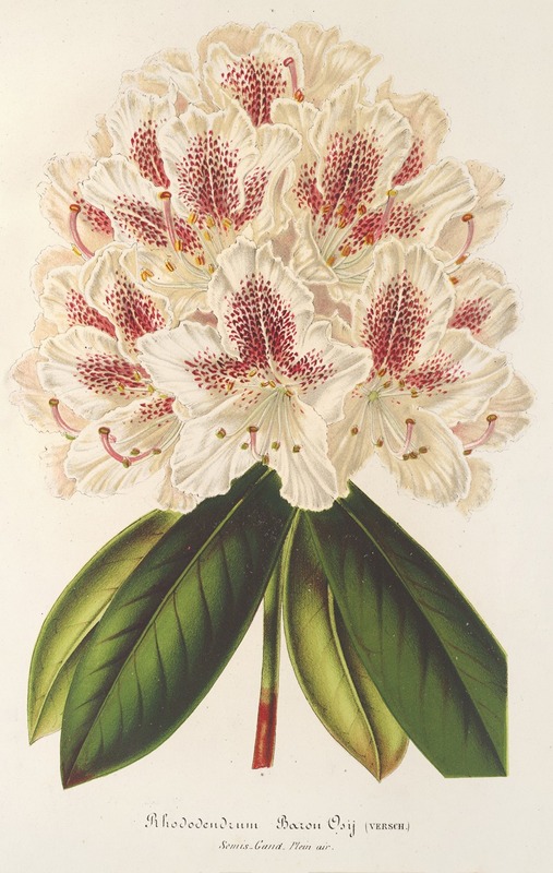 Rhododendrum (hybr.) Baron Osy — Charles Antoine Lemaire